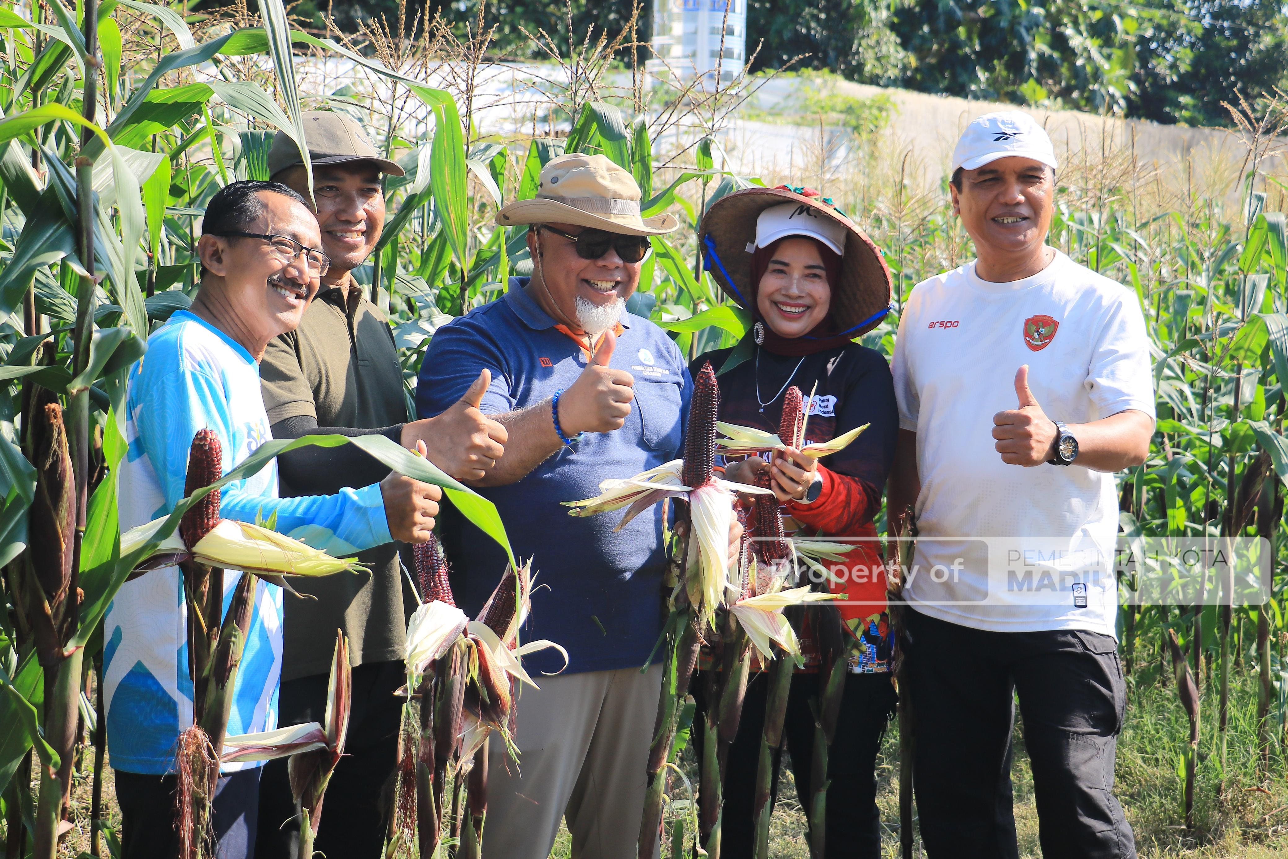 Wali Kota Madiun Gelar Panen Raya Jagung Ungu untuk Dorong Pola Hidup Sehat