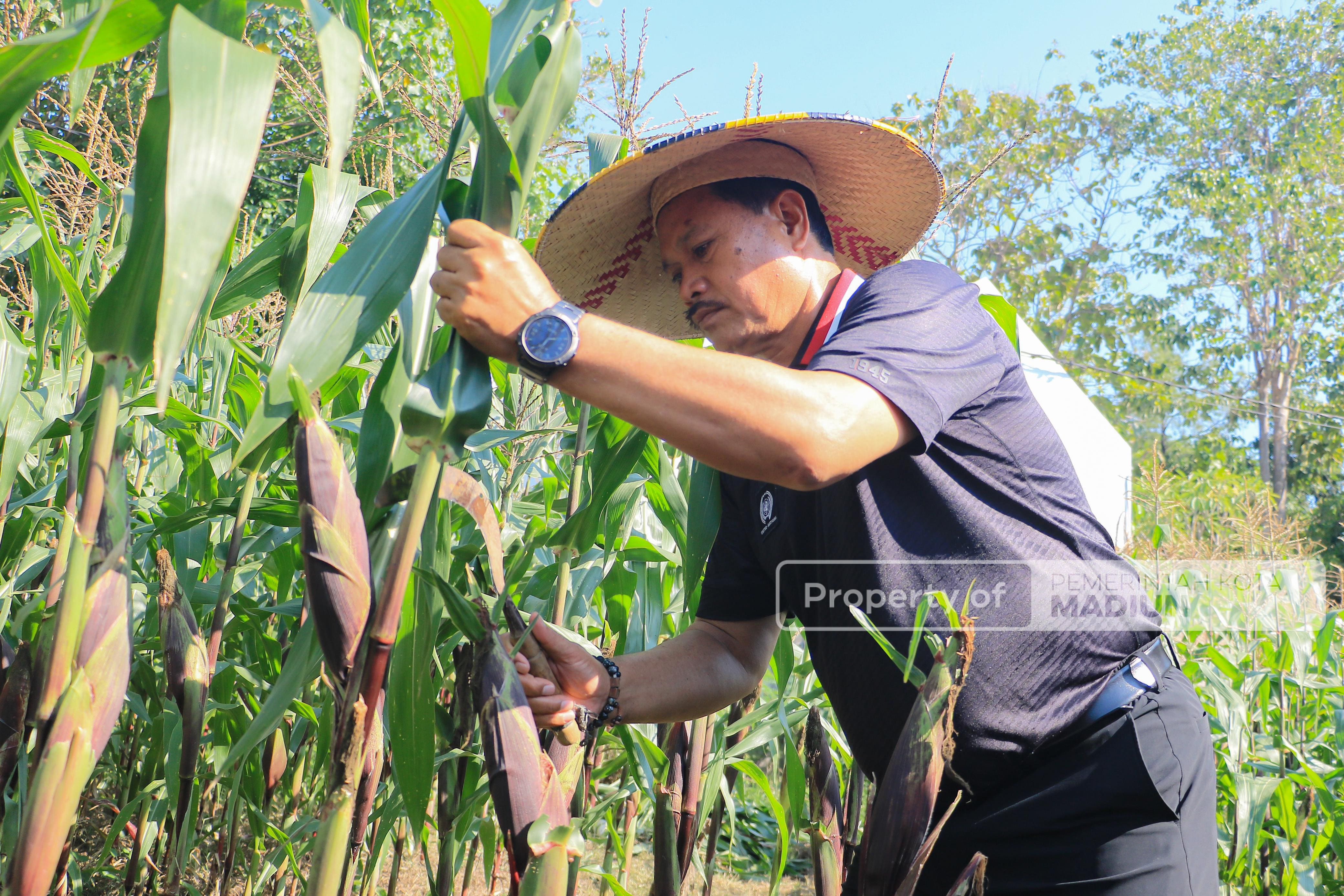 Wali Kota Madiun Gelar Panen Raya Jagung Ungu untuk Dorong Pola Hidup Sehat