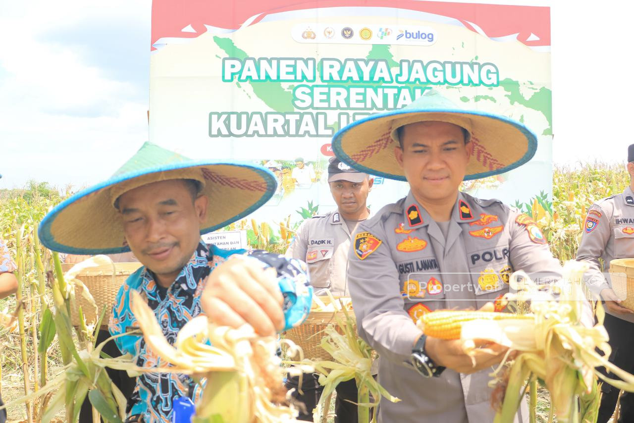Perkuat Ketahanan Pangan, Pemkot Madiun Bersama Polri dan Forkopimda Gelar Panen Jagung